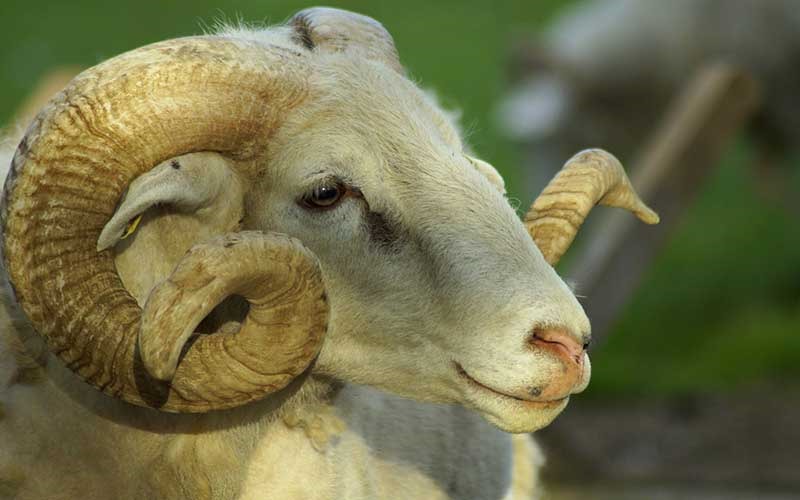 Halal Goats Farm