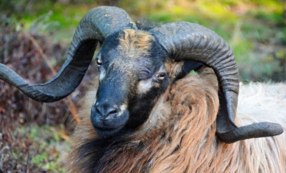 Halal Goats Farm