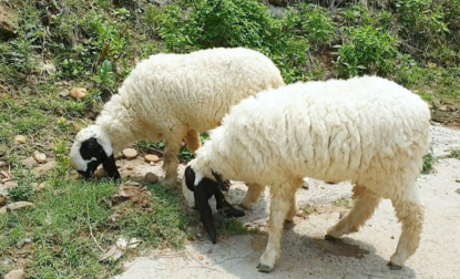 Halal Goats Farm