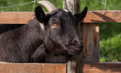 Halal Goats Farm