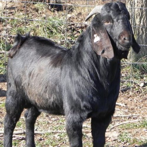 Raising-Osmanabadi-Goats.