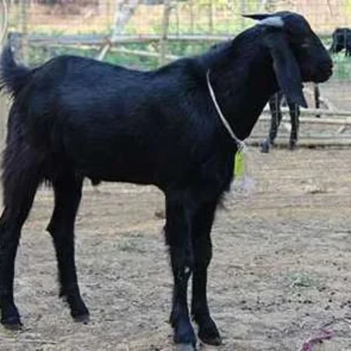 osmanabadi-goat-500x500